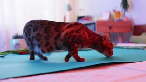 A Playful Bengal Cat Joyfully Exploring a Vibrantly Colorful Yoga Mat indoors at Stock Footage 316550547