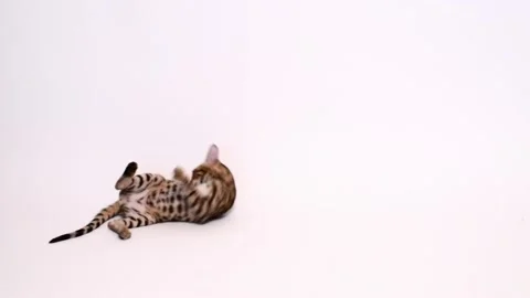 Playful bengal kitten on white background, horizontal 4k footage. Cat running Stock Footage 232000419