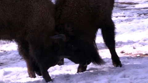 Playful Bison Stock Footage 24167856
