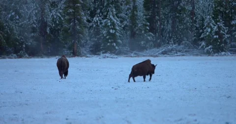 Playful bison runs through snowy landscape as companion walks away Stock Footage 339094345