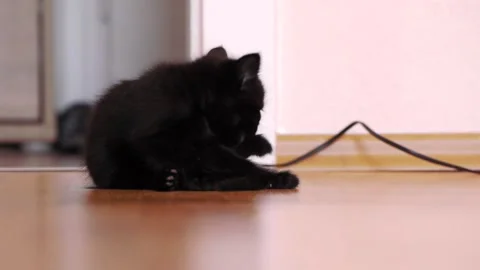 Playful Black Kitten Engaging with a String Toy 스톡 동영상 310813040