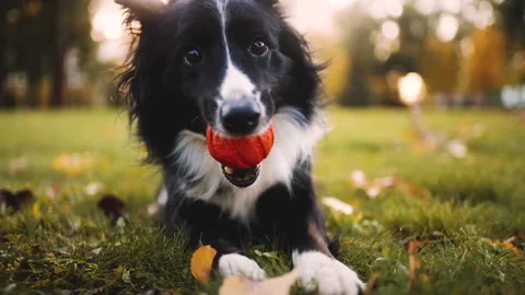 A playful border collie biting a ball in a park Stock Footage 320409945