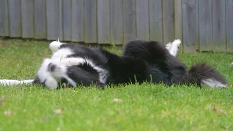 Playful Border Collie Rolling on Back on Green Grass Stock Footage 346117884