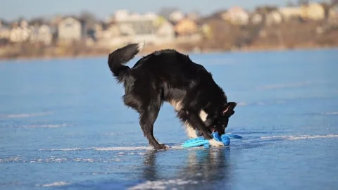 Playful Border Collie whips an octopus toy around on ice, enjoying winter fun. Stock Footage 304686474