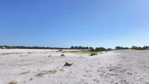 Playful Boxer Rolling in the Sand While Dogs Explore a Wild Island Beach Stock Footage 346407274