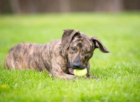 A playful brindle mixed breed dog lying in the grass and chewing on a tennis  Stock Photos
