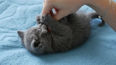Playful British kitten Stock Footage 98358289