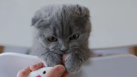 Playful british kitten Stock Footage 119603537