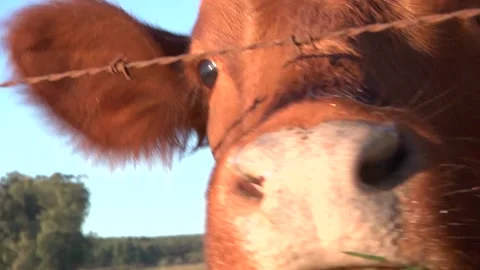 Playful bull Vídeo Stock 168581645