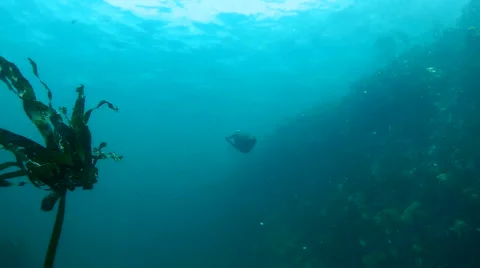 Playful cape fur seals swim underwater and play with divers in False Bay Stock Footage