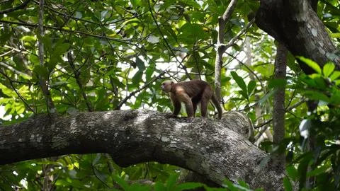 Playful capuchin monkey swinging through trees Stock Photos