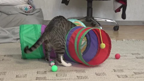 Playful Cat Attacking Toy Balls from Inside a Fabric Tube Stock Footage 336542050