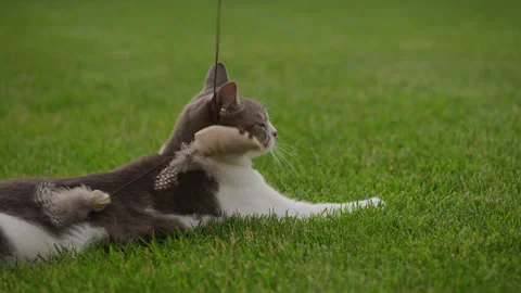 Playful cat attacking toy mouse on grass Video stock 326629924