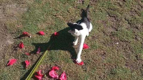 Playful cat batting stick on grass with red petals. Stock Footage 313663218