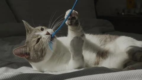 Playful cat biting blue rope toy Stock Footage 334368272