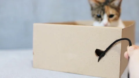 Playful cat in a box of cardboard Video stock 84761804