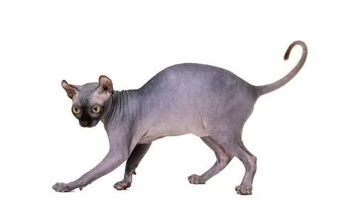 Playful cat breed Don Sphynx on a white background Stock Photos