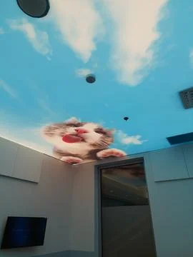 Playful Cat Ceiling Display in Tarty Stock Photos