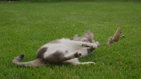 Playful Cat Chasing Toy Mouse Outdoors Stock Footage 315094456