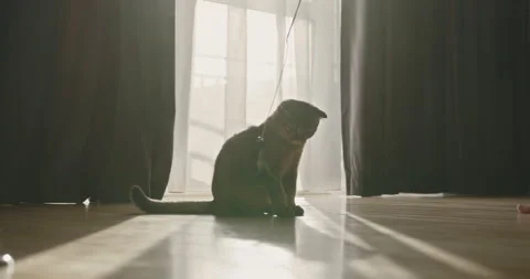 Playful Cat Chasing Toy by Sunlit Window in Home Stock Footage 275353957