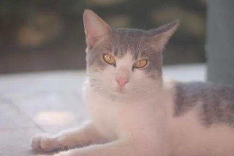 Playful Cat with Curious Expression Stock Photos