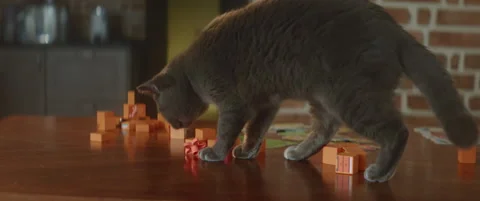 Playful cat doing a mess on a table with toy blocks while staying at home alone Stock Footage 233006854