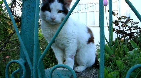 Playful cat Stock Footage 709272