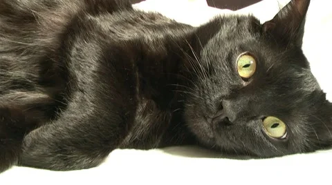 Playful cat. Stock Footage 10368355