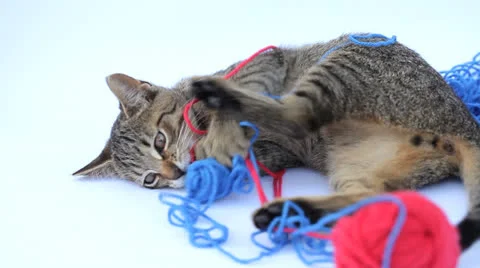 Playful cat Stock Footage 23754453