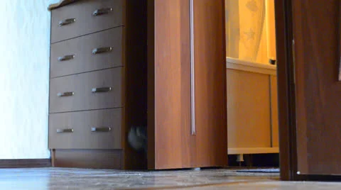 Playful cat Stock Footage 26308258