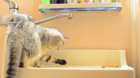 Playful cat Stock Footage 26308284