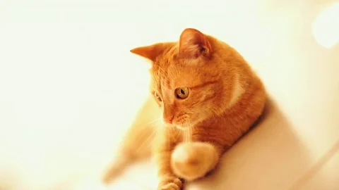 Playful cat Stock Footage 83144951