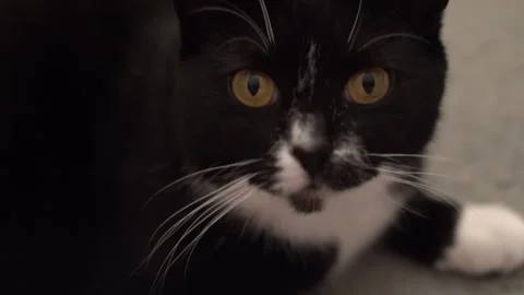 Playful cat Stock Footage 171190977