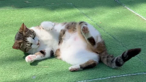Playful cat Stock Footage 309849411