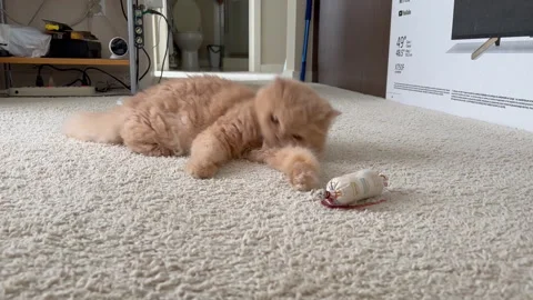 Playful Cat Fun: Happy Kitten Chasing Toy on Carpet Stock Footage 301872908