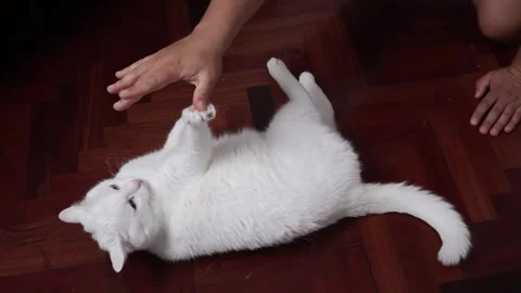 Playful Cat Game: Fluffy Fun at Home. Adorable Pet Playtime Stock Footage 247060171