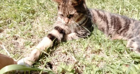Playful cat in a garden Video stock 129874586