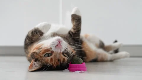 Playful cat having fun with catnip ball toy wrinkles muzzle with pleasure. Pets Stock Footage 242625435