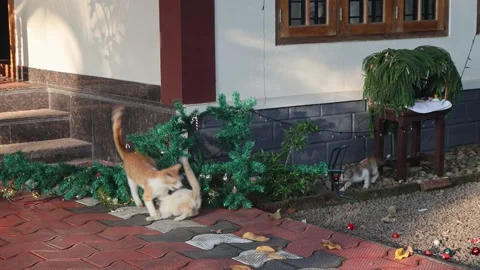 Playful Cat Hiding Behind a Fallen Christmas Tree and Pouncing on a Kitten. Video stock 299683365
