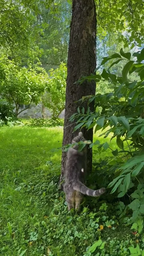 Playful Cat Interacting with Tree Trunk in Lush Garden Stock Footage 341132912