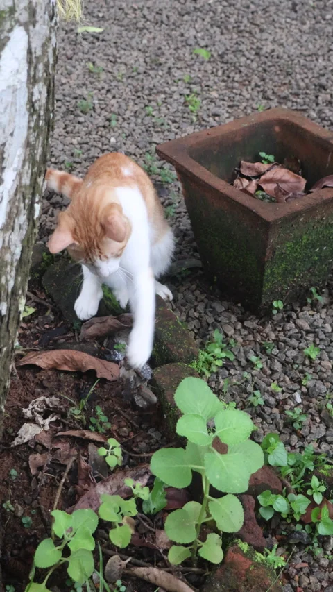 A playful cat interacts with an insect it just caught Stock Footage 310667946