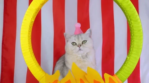 Playful cat jumping through hoop in colorful circus setting with red and yellow Stock Footage 311736140