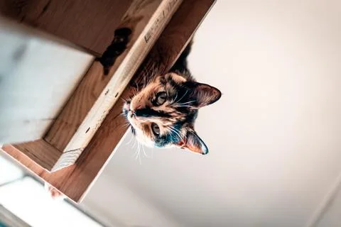 Playful cat looking down Stock Photos