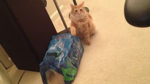 Playful Cat Loves the Laser Pointer, North East, Maryland, USA - 21 Dec 2012 Stock Footage 205281292