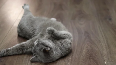 A playful cat is lying on the floor Stock Footage 267880810