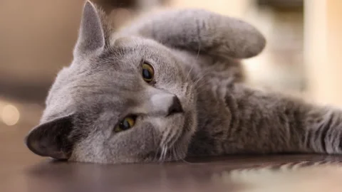 Playful cat lying on the floor macro Stock Footage 267881374