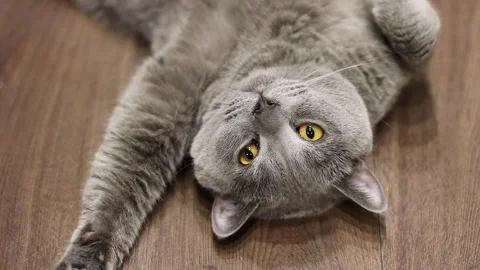 Playful cat lying on the floor top view Stock Footage 267881346