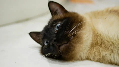 Playful cat is lying on his back on a white background Stock Footage 170544684