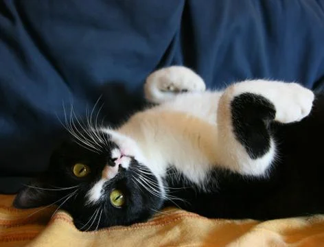 Playful cat Stock-Fotos