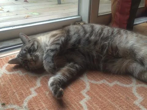 Playful Cat Stock Photos